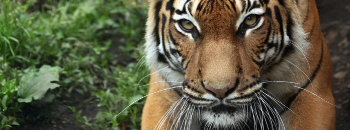 International Day for Biological Diversity: