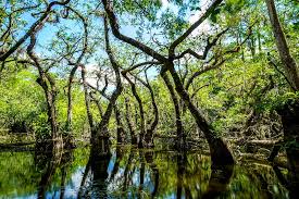 Convention on Biological Diversity: International Legal Instrument for Sustainable Growth
