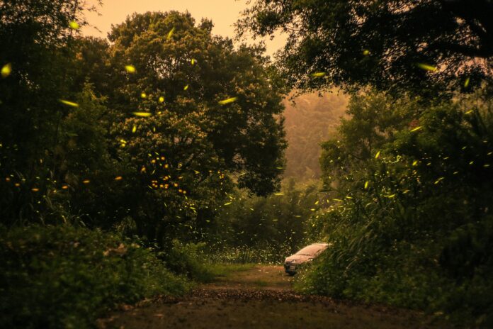 Fireflies are dying