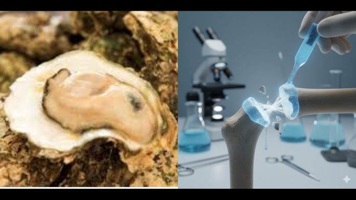 bone glue created by Chinese scientists to fix broken bones in minutes